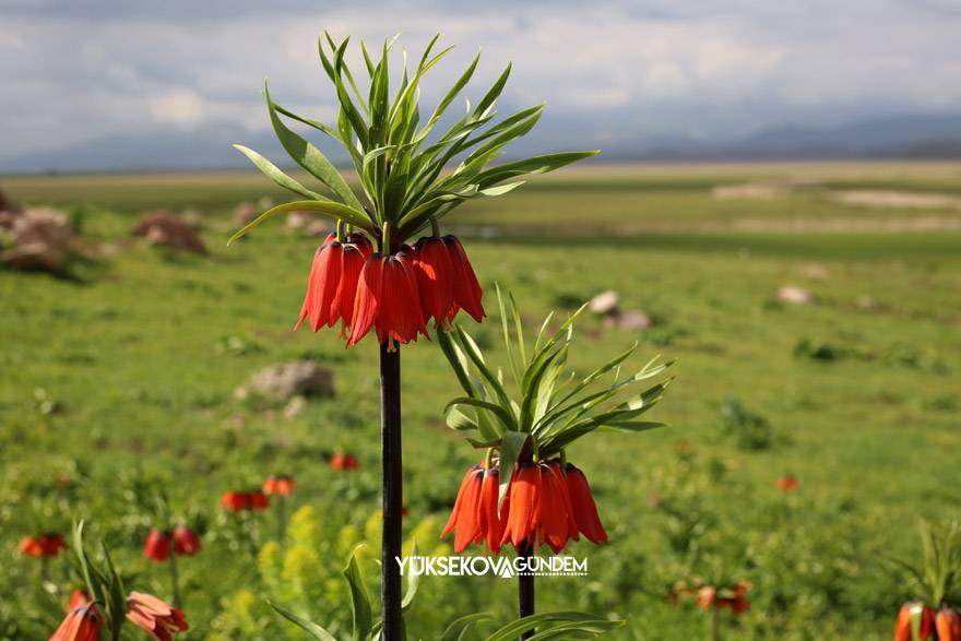 Yüksekova dağlarında açan ters laleler göz kamaştırıyor 7