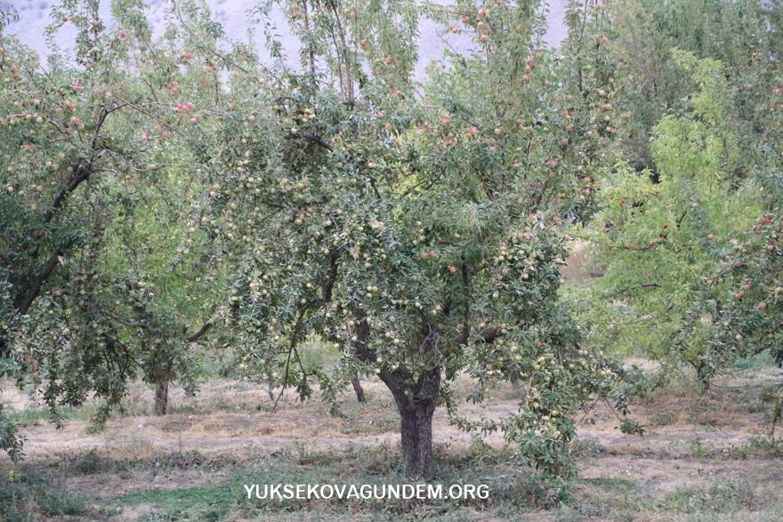 Yüksekova'da elma hasadı 12