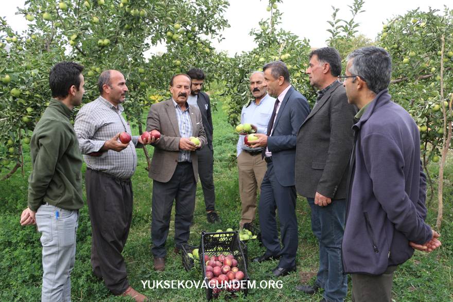 Yüksekova'da elma hasadı 16