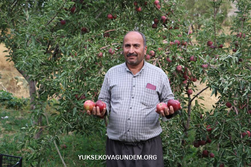 Yüksekova'da elma hasadı 4