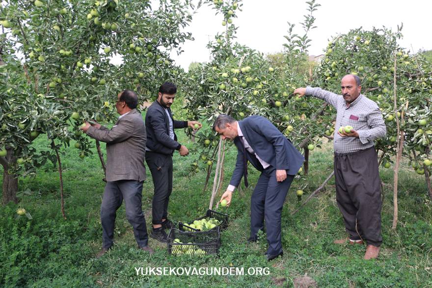 Yüksekova'da elma hasadı 5