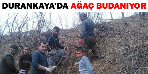 Durankaya'da ağaç budanıyor