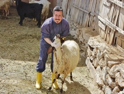 Hakkari'de suni tohumlama çalışması