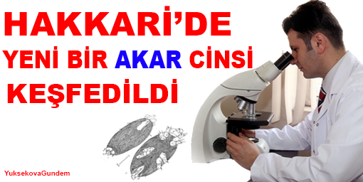 Hakkaride Yeni Bir Akar Cinsi Bulundu