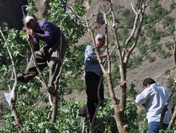 Hakkari'de antep fıstığı