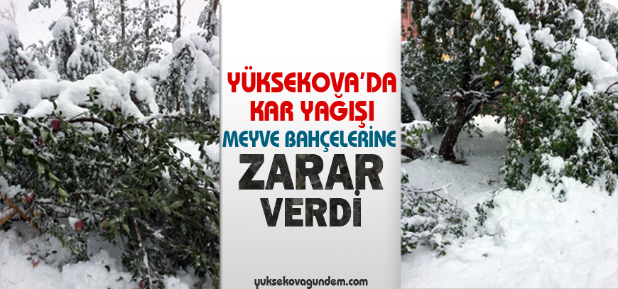 Yüksekova'da Kar Meyve Ağaçlarına Zarar Verdi