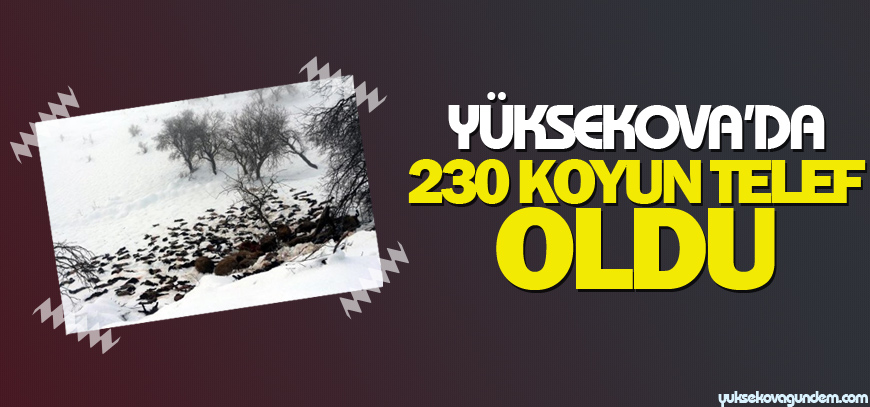 Yüksekova'da 230 koyun telef oldu