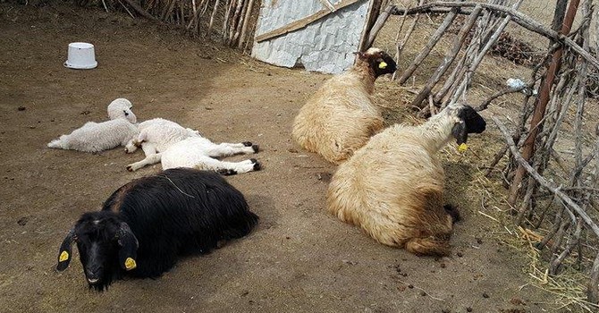 Küçükbaş hayvanların yavru atması çiftçileri mağdur etti