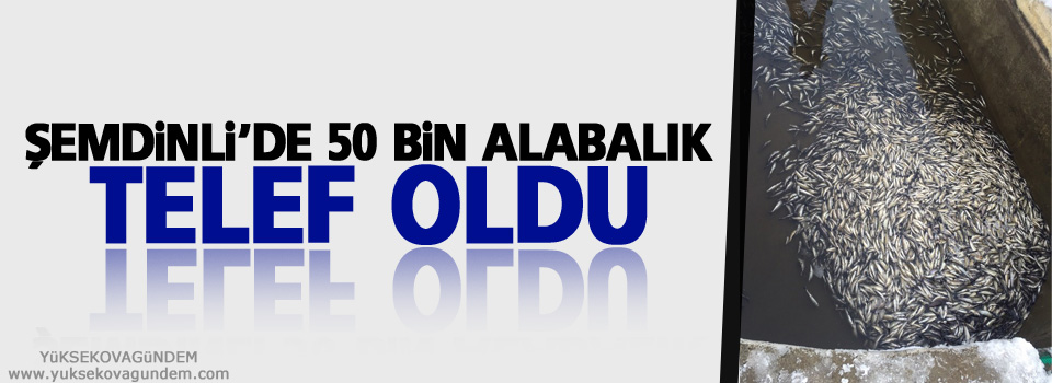 Şemdinli'de 50 Bin Alabalık Telef Oldu