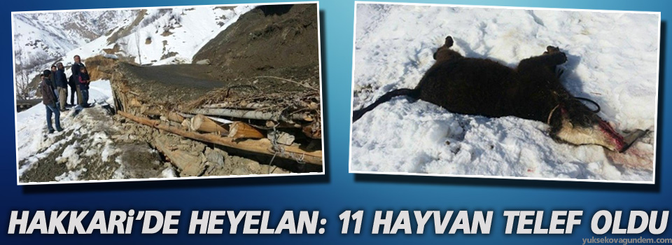 Hakkari'de heyelan: 11 hayvan telef oldu