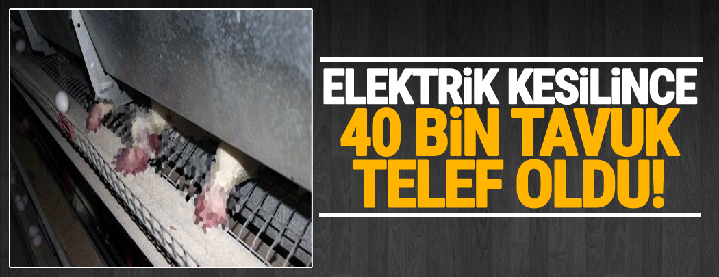 Elektrikler kesilince 40 bin tavuk telef oldu!