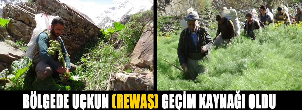 Bölgede Uçkun (Réwas) Geçim Kaynağı Oldu