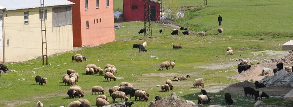 Yüksekova’da Küçükbaş Hayvanlar mahalle aralarında otlatılıyor