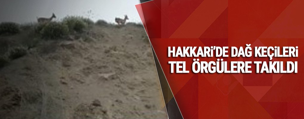 Hakkari’de dağ keçileri tel örgülere takıldı