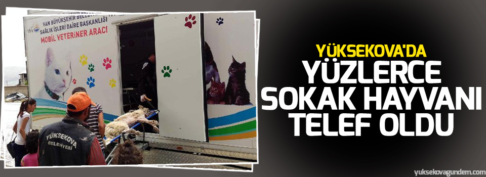 Yüksekova'da yüzlerce sokak hayvanı telef oldu