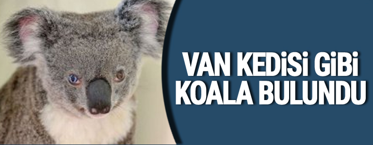 Van kedisi gibi koala bulundu