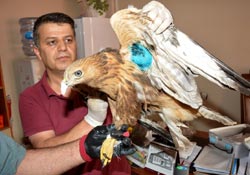 Hakkari’de yaralanan Kızıl Şahin tedavi edildi