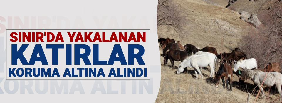 Sınır'da yakalanan katırlar koruma altın alındı