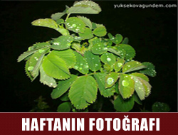 Hafta'nın Fotoğrafı