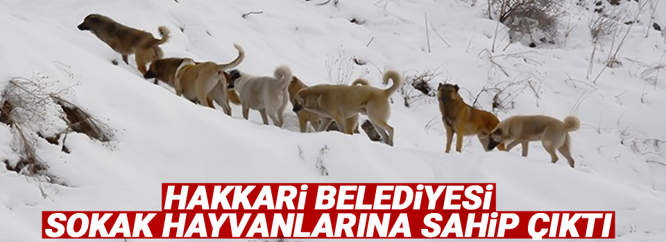 Hakkari Belediyesi sokak hayvanlarına sahip çıktı