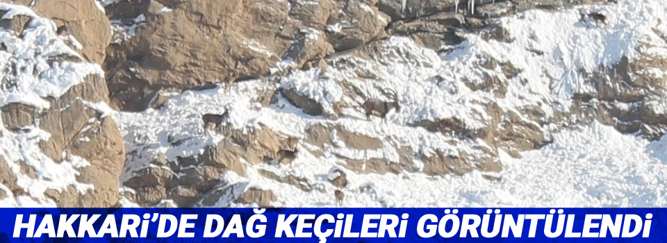 Hakkari’de dağ keçileri görüntülendi