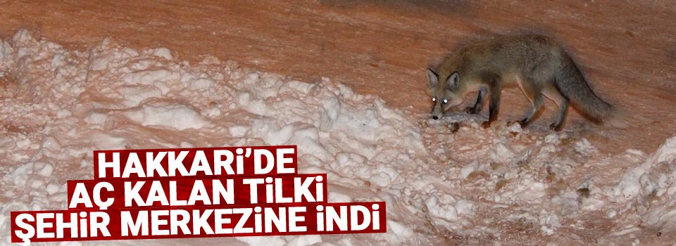 Hakkari’de aç kalan tilki şehir merkezine indi