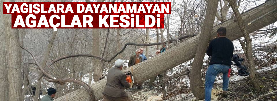 Yağışlara dayanamayan ağaçlar kesildi