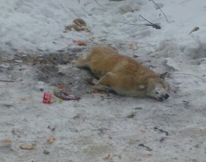 Hakkari’de bir köpek donarak telef oldu