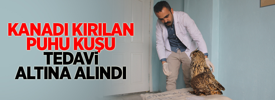 Kanadı kırılan Puhu kuşu tedavi altına alındı