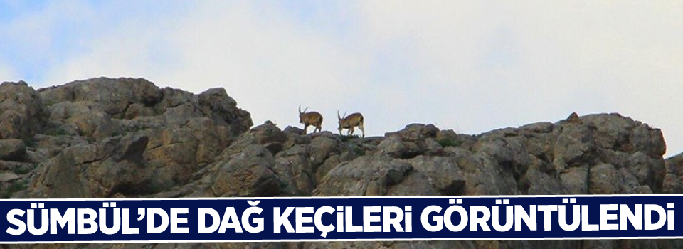 Sümbül’de Dağ Keçileri görüntülendi