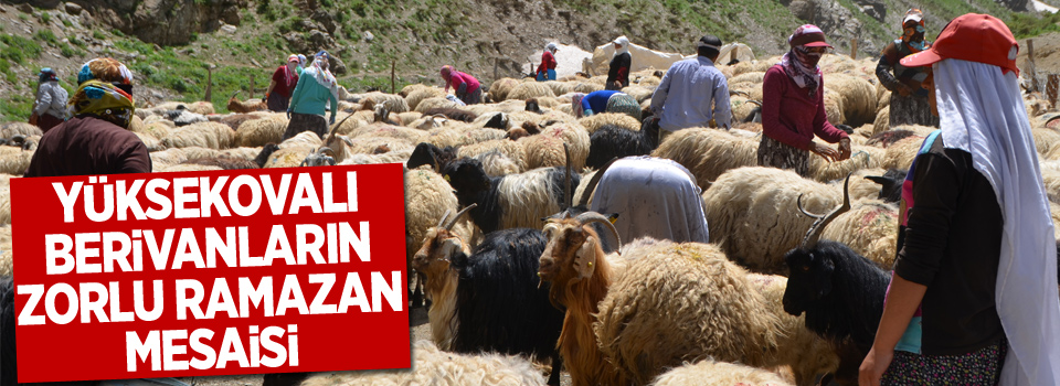 Yüksekovalı Berivan'ların zorlu Ramazan mesaisi