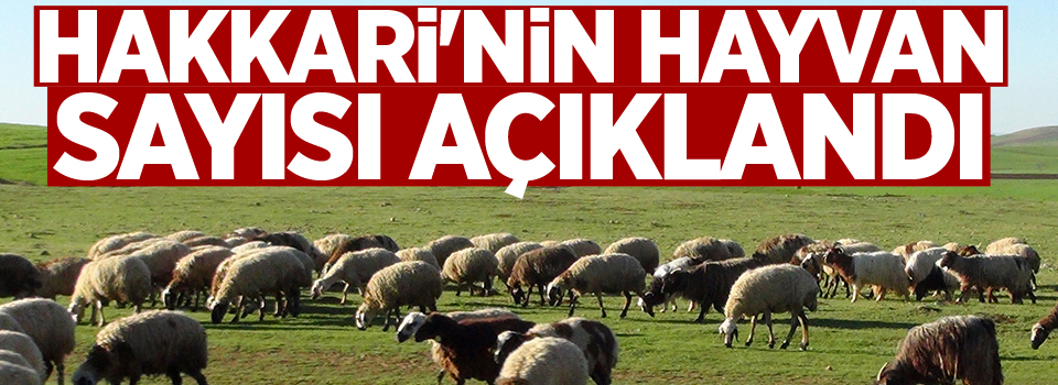 Hakkari'nin hayvan sayısı açıklandı