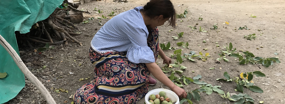 Şemdinli’de ceviz hasadı