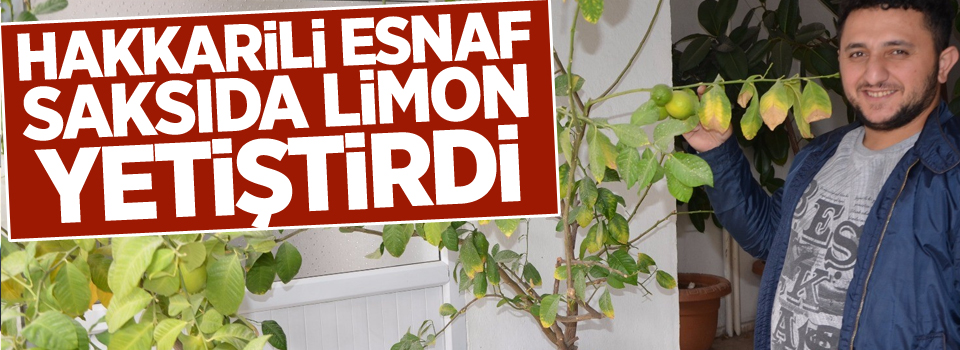 Hakkarili esnaf saksıda limon yetiştirdi