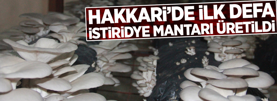 Hakkari’de ilk defa istiridye mantarı üretildi