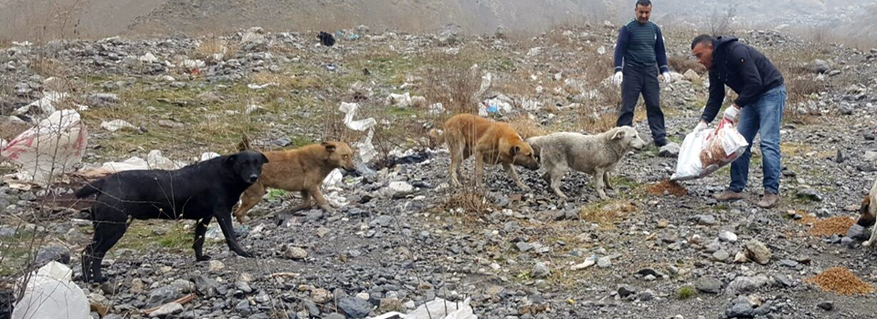 Hakkari’de sokak hayvanları için yem bırakıldı