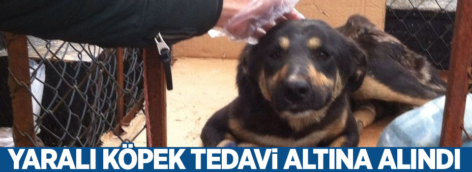 Yaralı köpek tedavi altına alındı