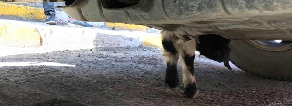 Aracın motoruna giren keçi kurtarıldı