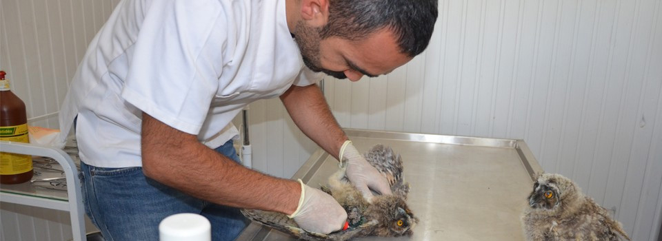 Yüksekova'da Yaralı Baykuş Tedavi Altına Alındı