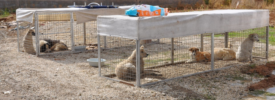 Yüksekova'da köpekler kısırlaştırılıyor