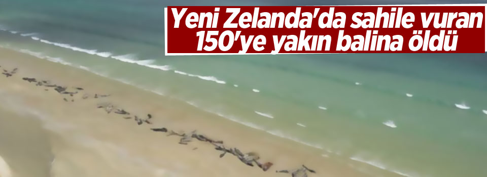 Yeni Zelanda'da sahile vuran 150'ye yakın balina öldü