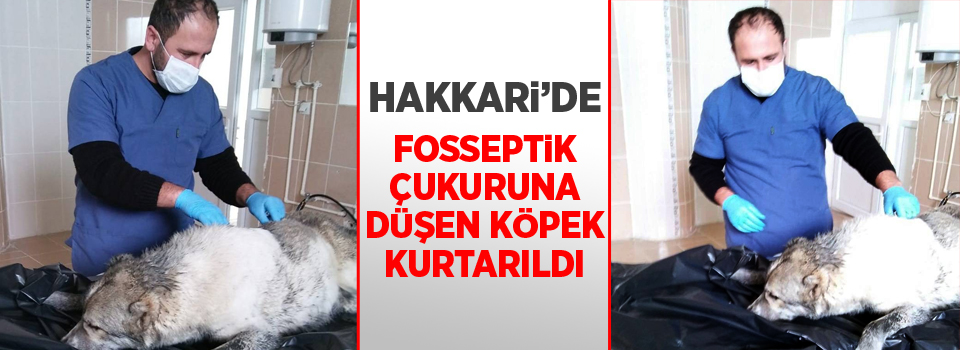 Fosseptik çukuruna düşen köpek kurtarıldı