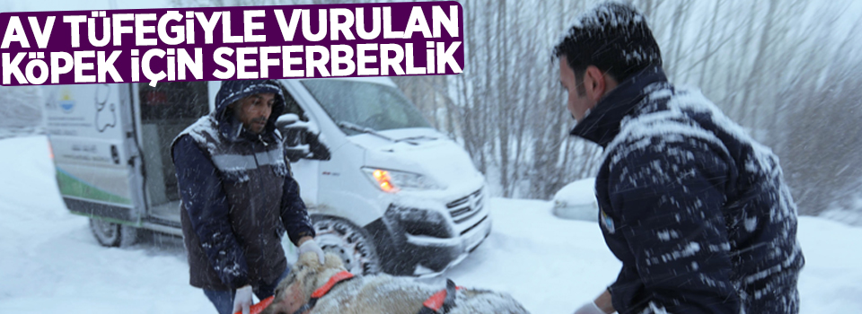 Av tüfeğiyle vurulan köpek için seferberlik