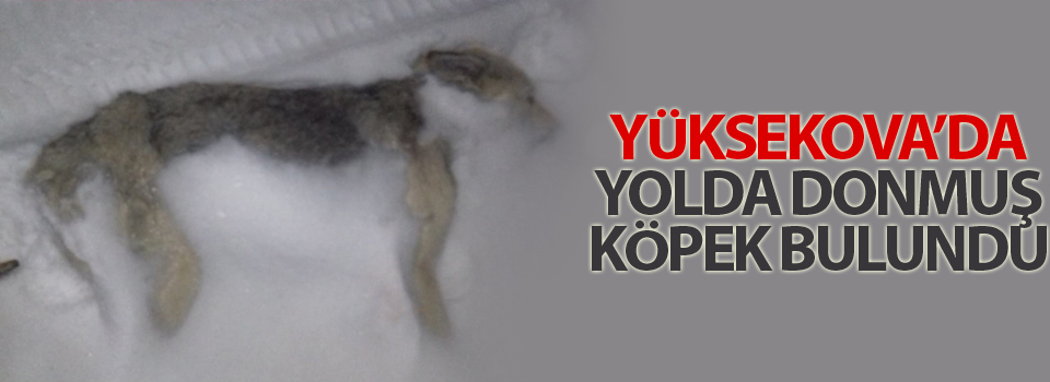 Yüksekova’da yolda donmuş köpek bulundu