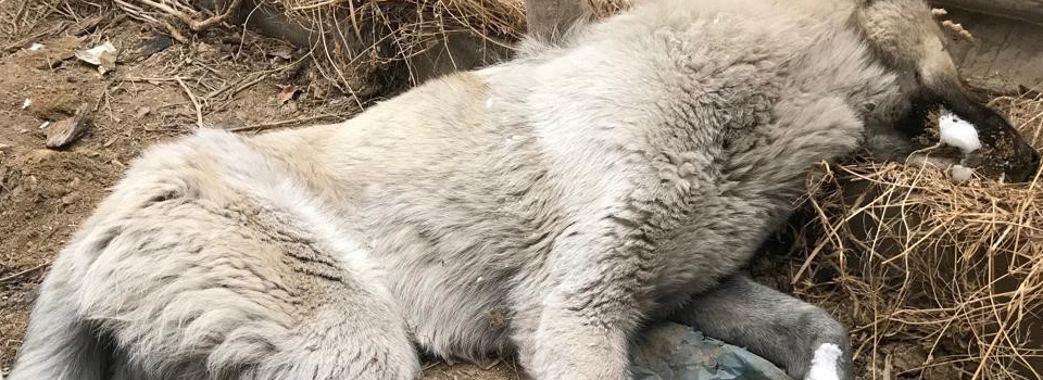 Yüksekova'da köpek dondu