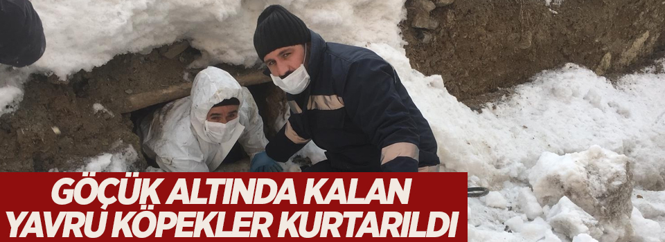 Göçük altında kalan yavru köpekler kurtarıldı