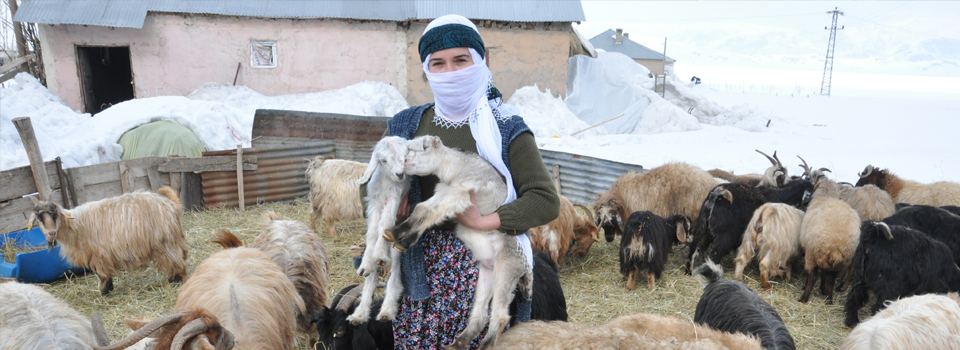 Üreticilerin kuzu telaşı