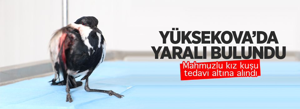 Yüksekova: Yaralı Mahmuzlu kız kuşu tedavi altına alındı