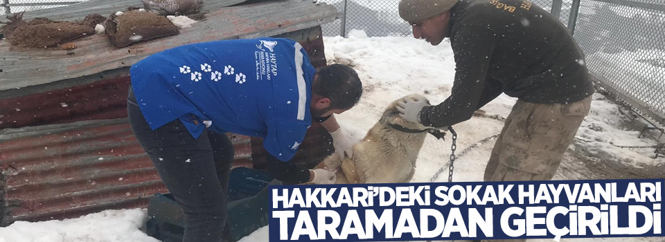 Hakkari’deki sokak hayvanları taramadan geçirildi