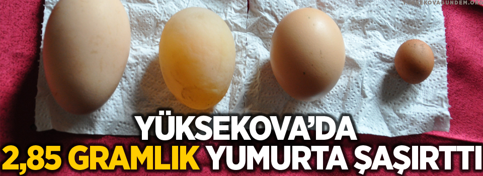 Yüksekova'da 2,85 gramlık yumurta şaşırttı